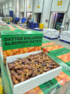 Kurma Aljazair disimpan di gudang pendingin siap didistribusikan